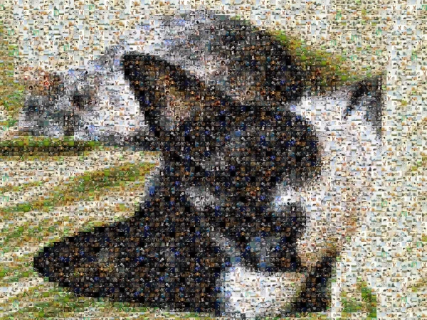 Mozaika-koty
