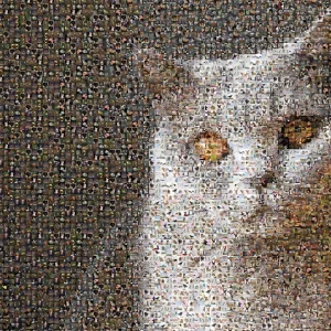 Photo mosaic with a cat or other pet – squares