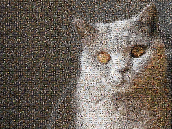 Mozaika ze zdjęć z kotem – kwadraty