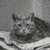 Mozaika ze zdjęć z kotem – sześciokąty