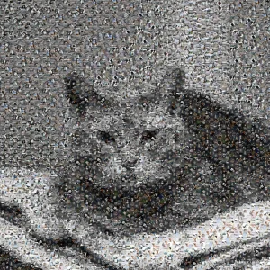 Photo mosaic with a cat or other pet – hexagons
