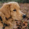 Mozaika ze zdjęć z psem – koła