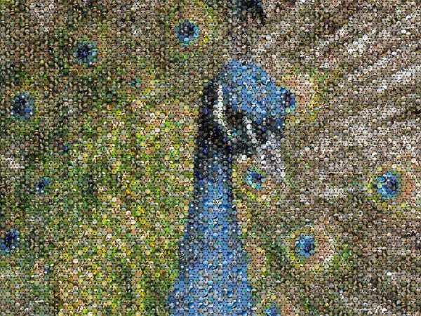 Mozaika ze zdjęć z pawiem – koła